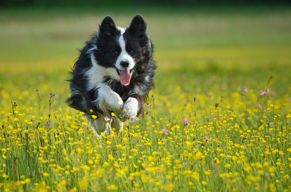 wie hoch kann ein hund springen