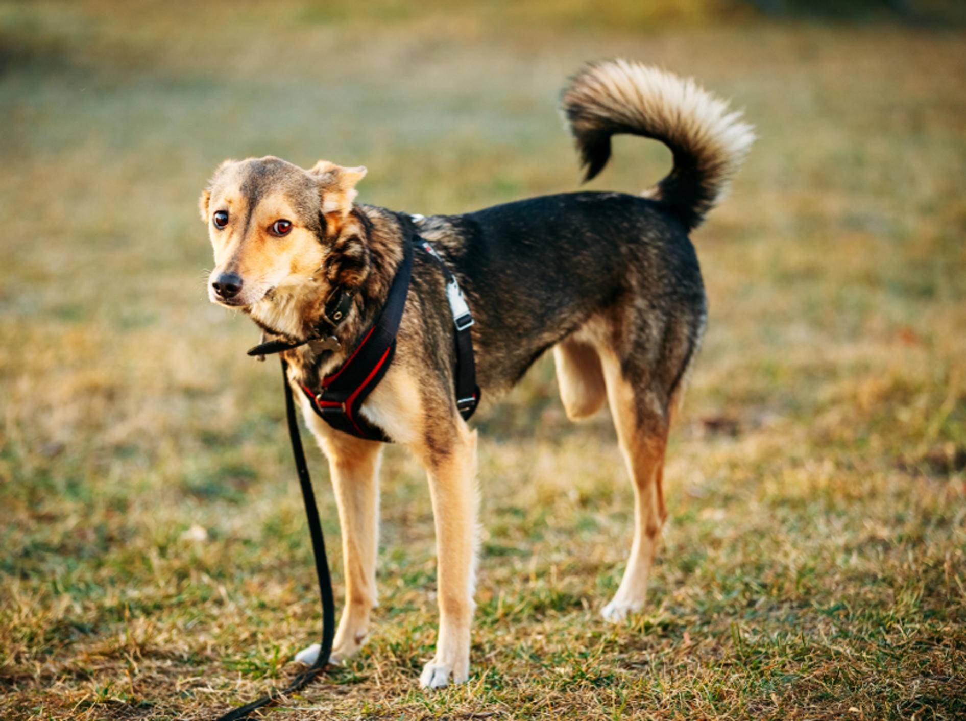 wie lange dauert genesung nach beinamputation beim hund