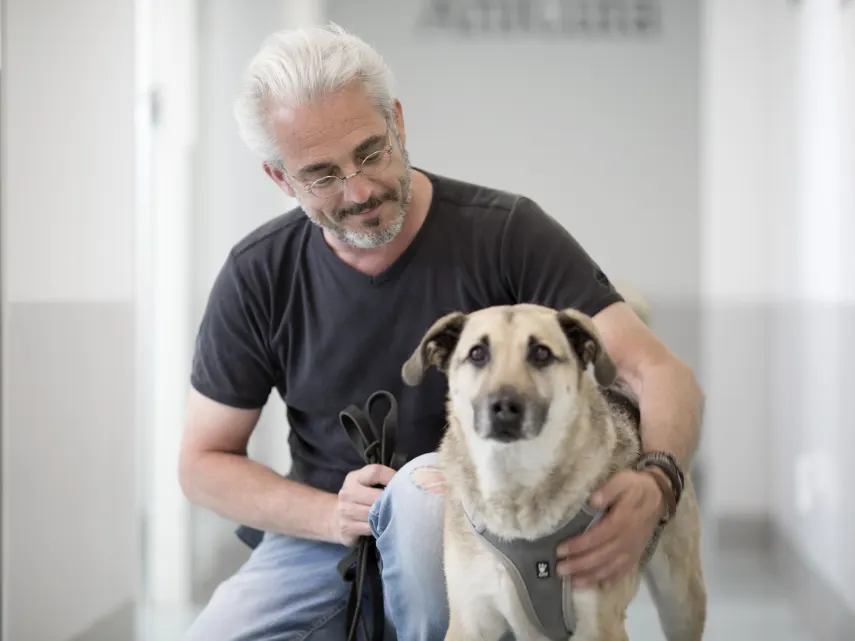 was kostet eine zahnsteinentfernung beim hund