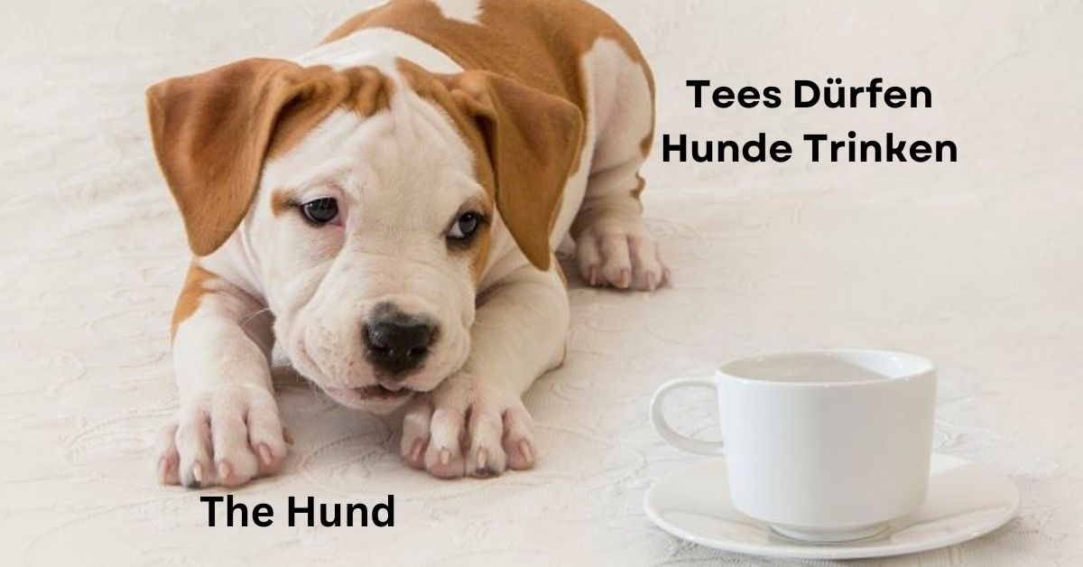 tees dürfen hunde trinken