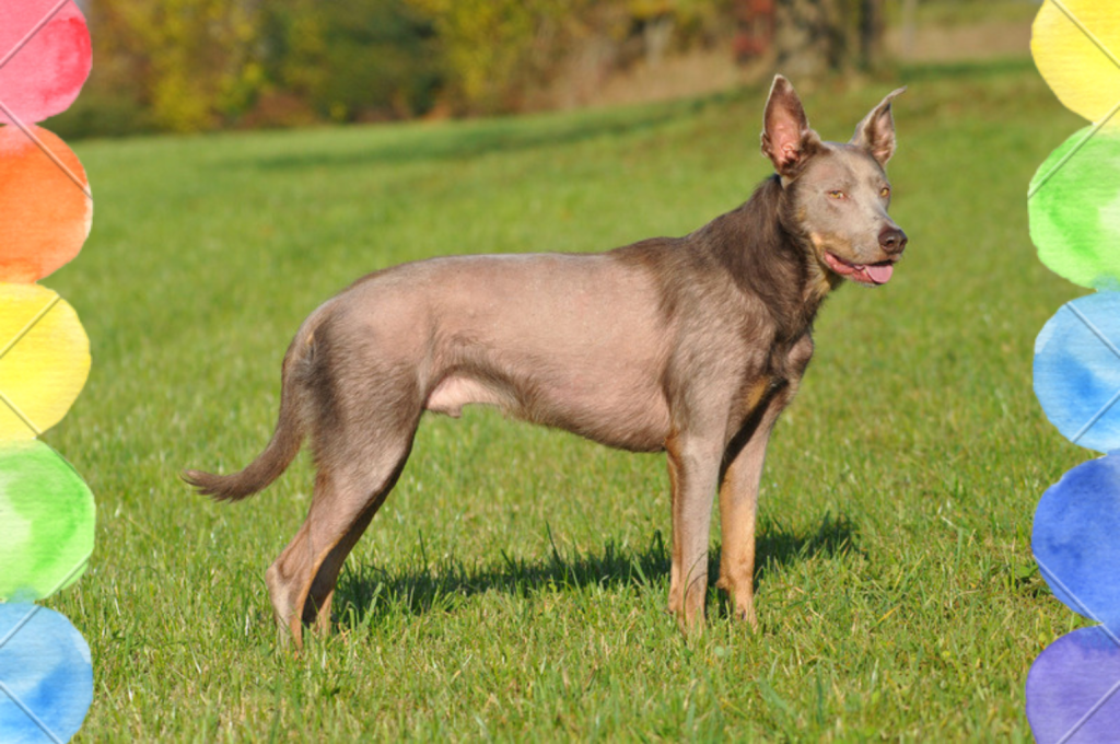 wie heißt der hund von won a pa lei