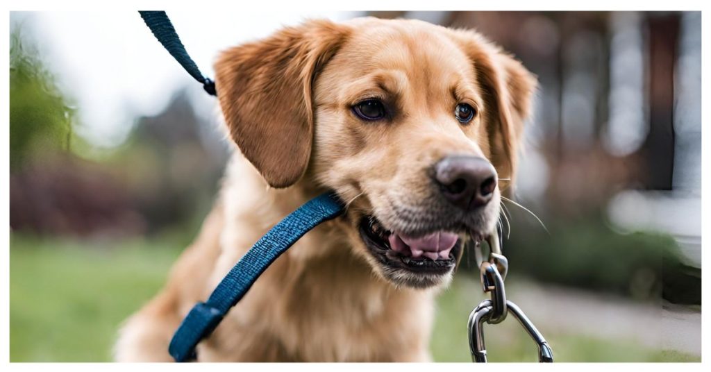 warum beißt mein hund in die leine