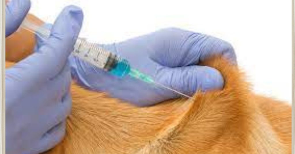 was kostet librela für hunde