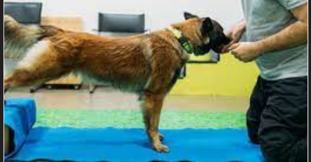 was kostet physiotherapie beim hund