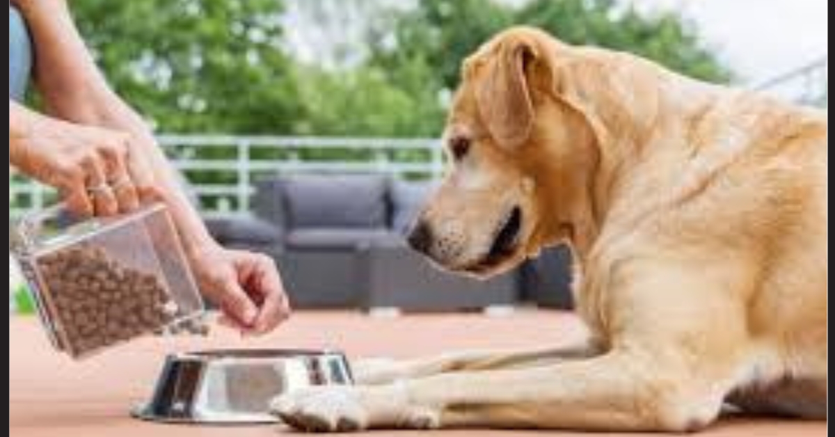 was tun wenn der hund rohes schweinefleisch gefressen hat