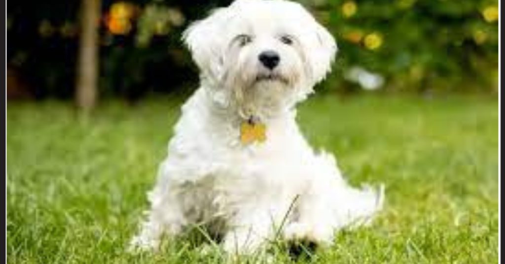 welcher hund stinkt nicht