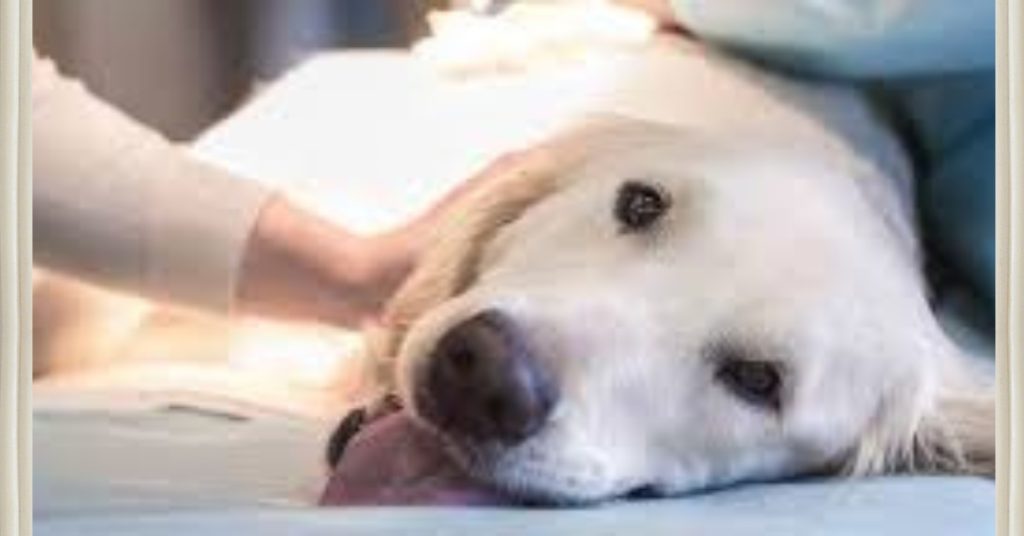 wie lang dauert es bis ein hund innerlich verblutet