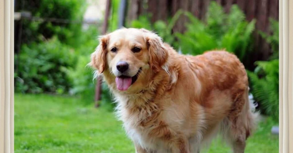 wann schlägt antibiotika bei hunden an