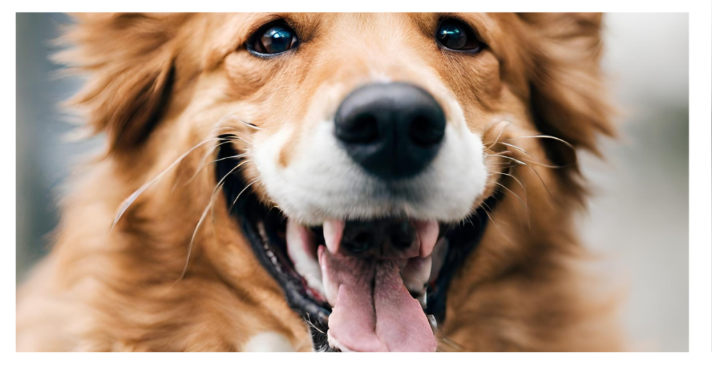 worauf sollten sie sich in dieser situation einstellen der hund