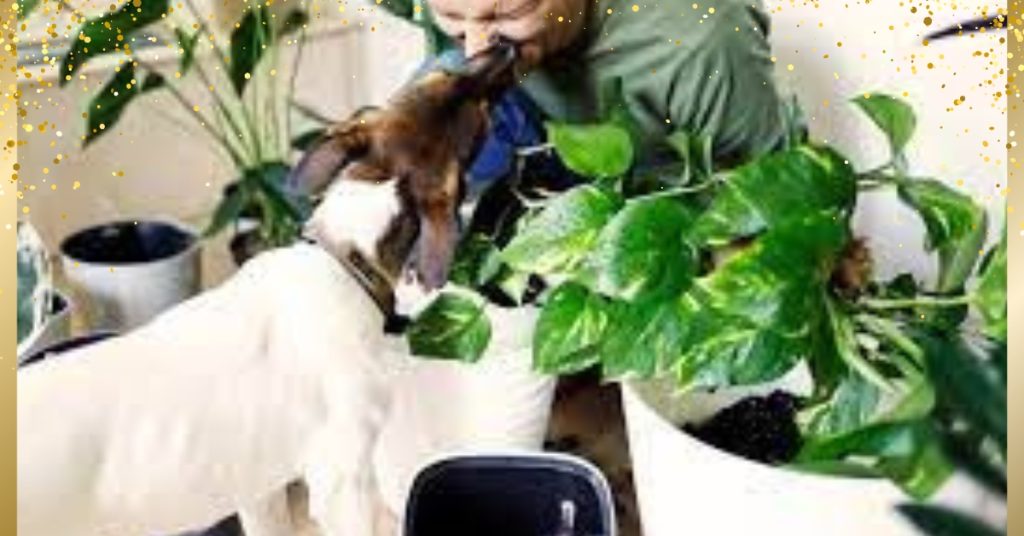 warum lecken hunde ohren