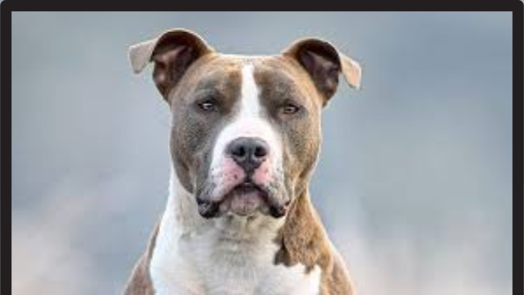 wie zeige ich meinem hund das ich der chef bin