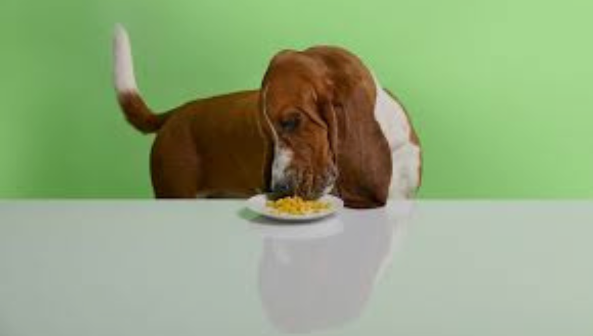 What can a dog with kidney failure eat