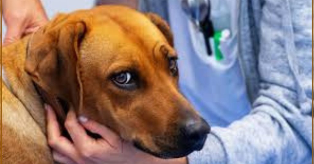 was ist staupe bei hunden