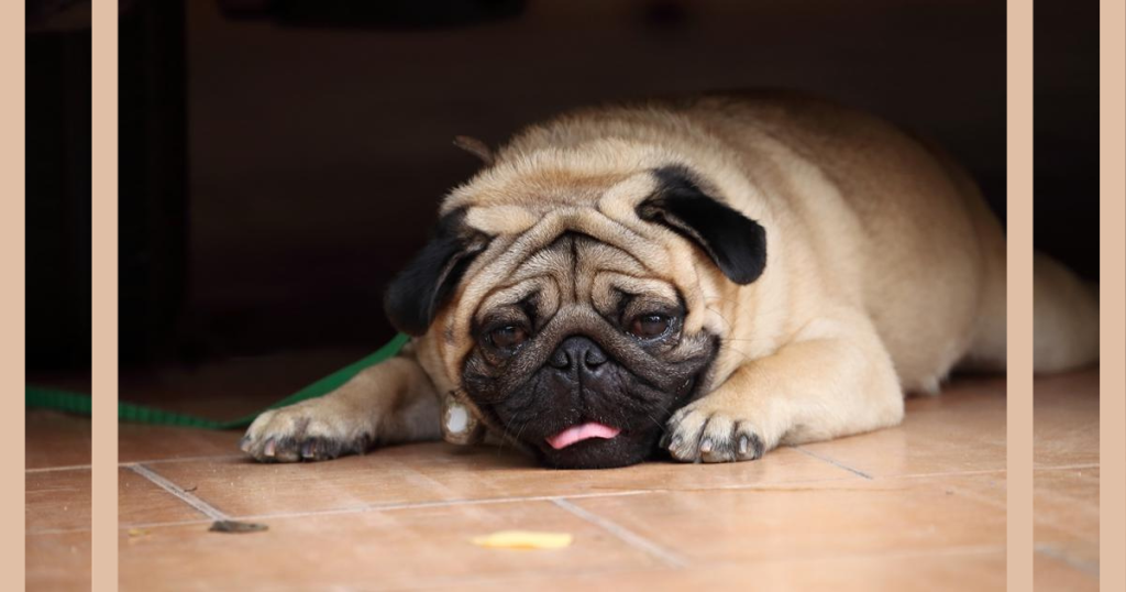 was ist wenn der hund gelb kotzt