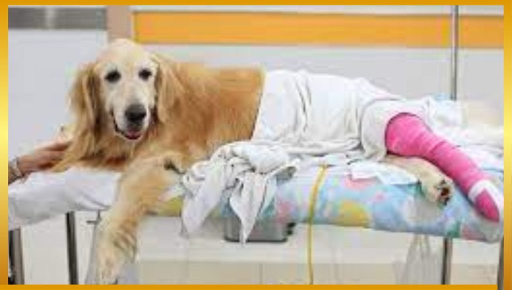 wie lange humpelt hund nach kreuzband op