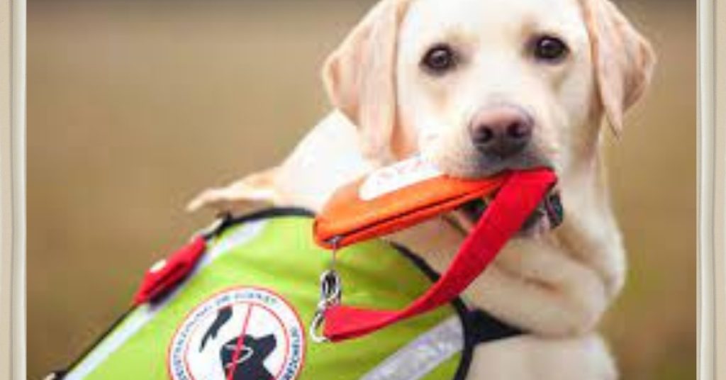 was kostet ein epilepsie hund