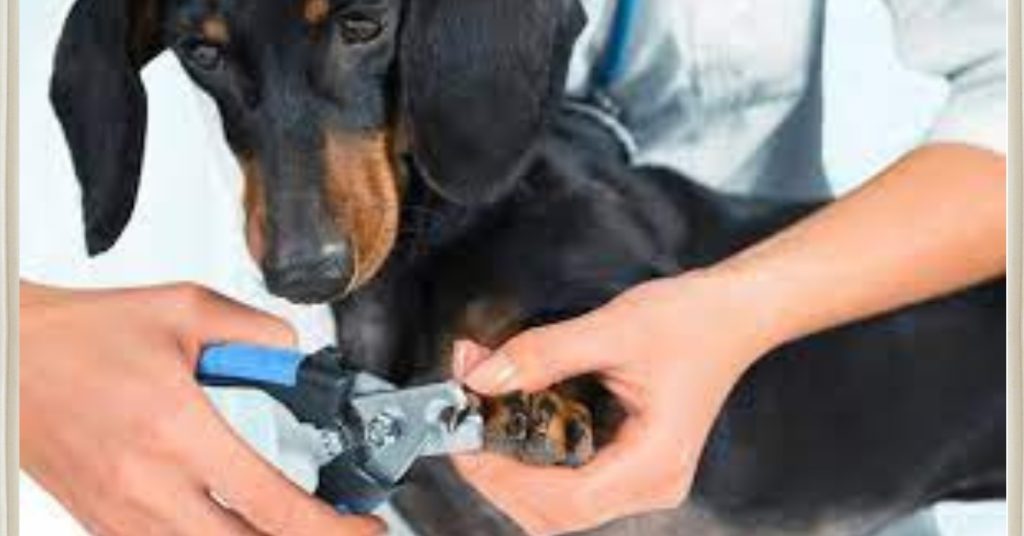 was kostet krallen schneiden beim hund im hundesalon