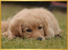 Welche rudelstellung hat mein hund test