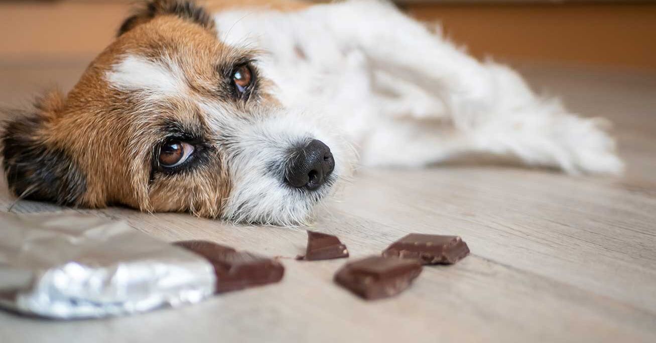 was dürfen hunde mit niereninsuffizienz fressen