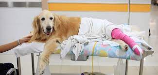 wie lange humpelt hund nach patella op