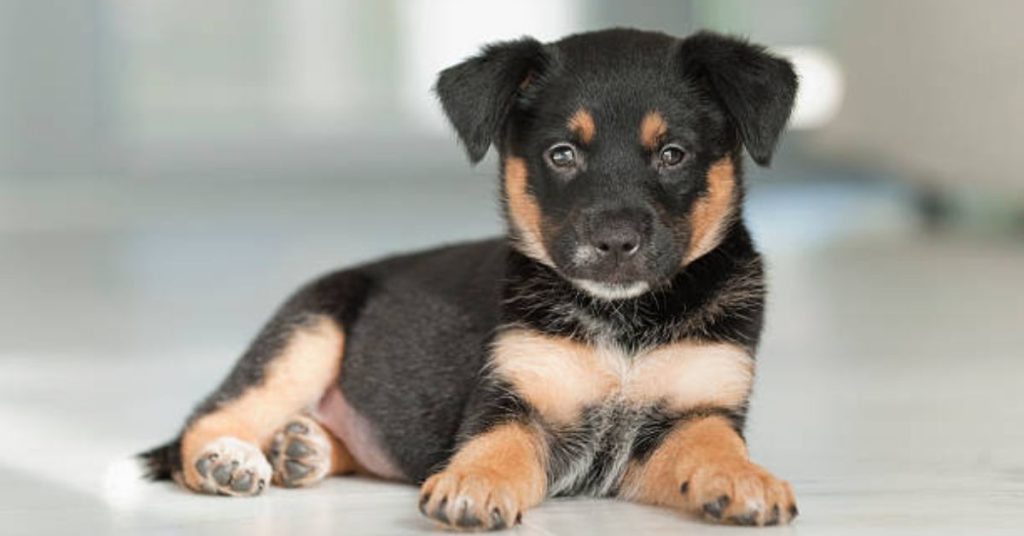 wie viel wächst ein hund mit 6 monaten noch