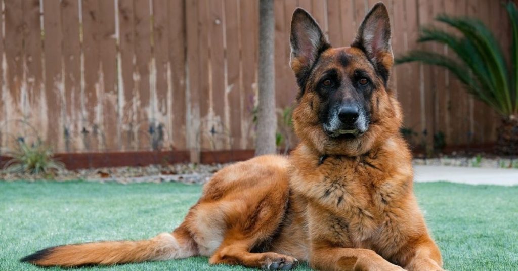 Deutsche Hunderassen