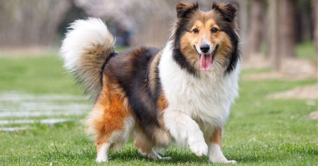 Englische Hunderasse