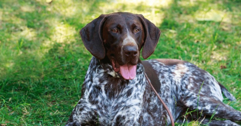 Kurzhaar Hunderassen