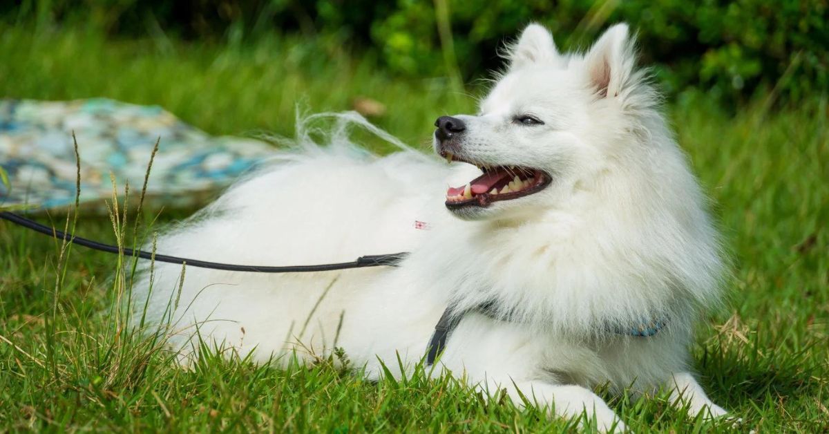 Spitz Hunderasse