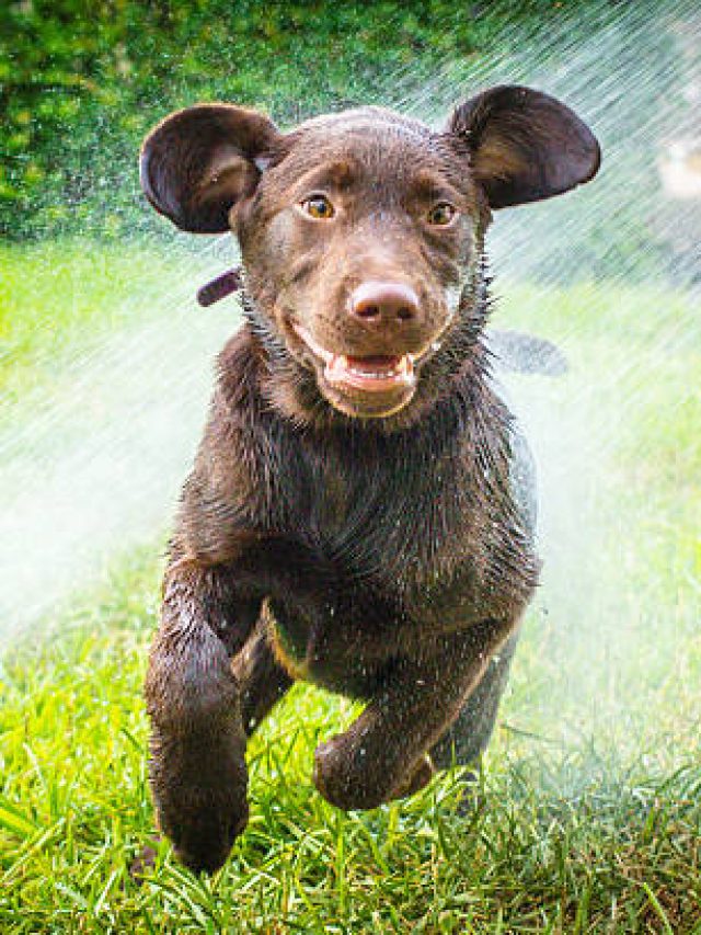 italienischer Wasserhund