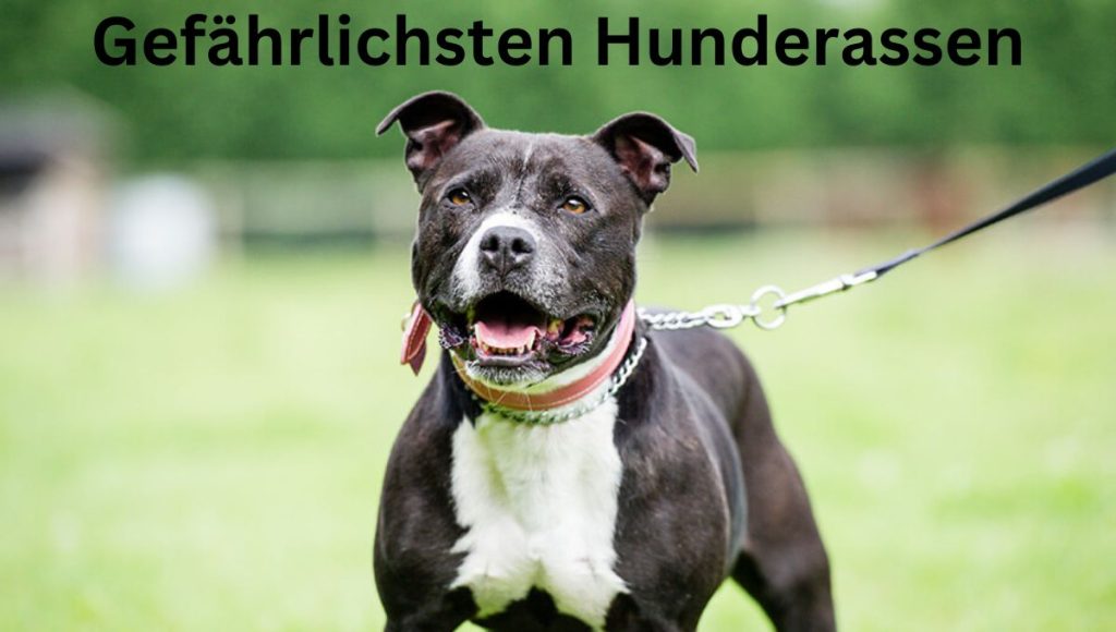 gefährlichste hunderassen