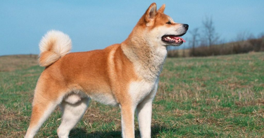 japanische hunderasse