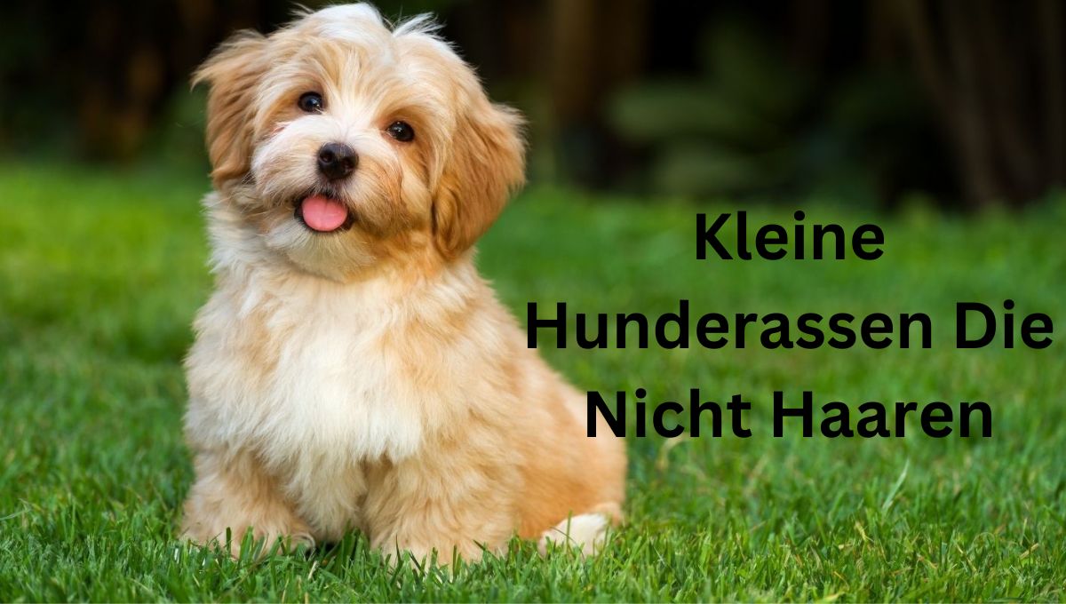 kleine hunderassen die nicht haaren