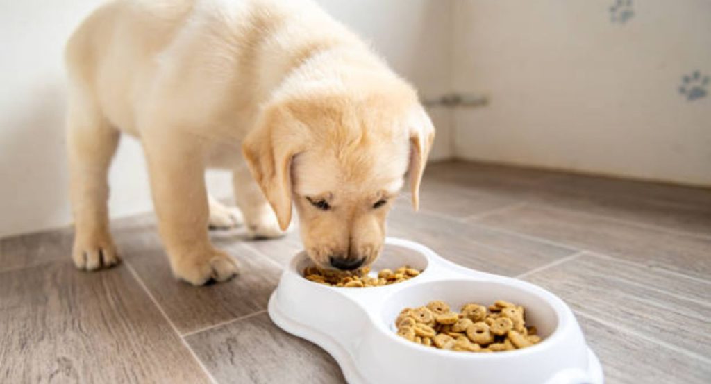 Hundefutter Wolfsblut