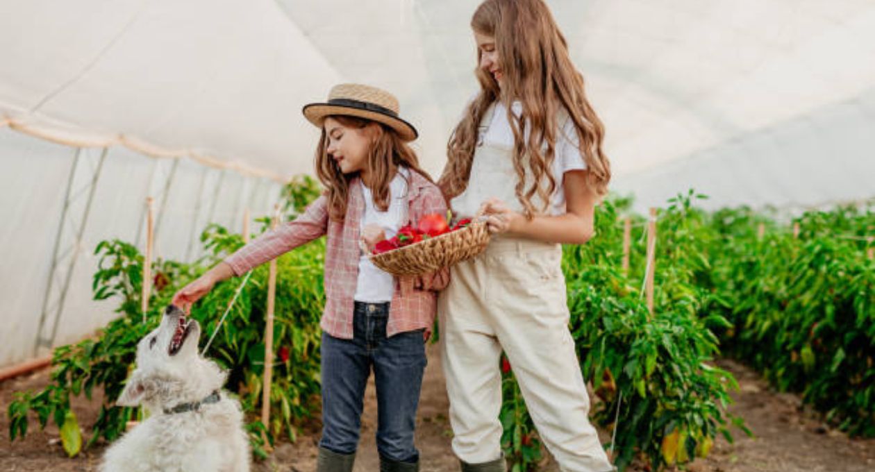 dürfen hunde tomaten essen