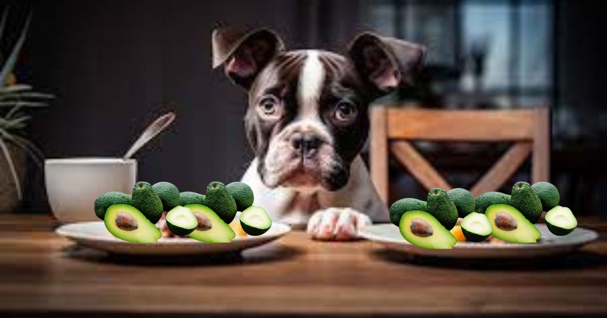 Hunde Avocado Essen