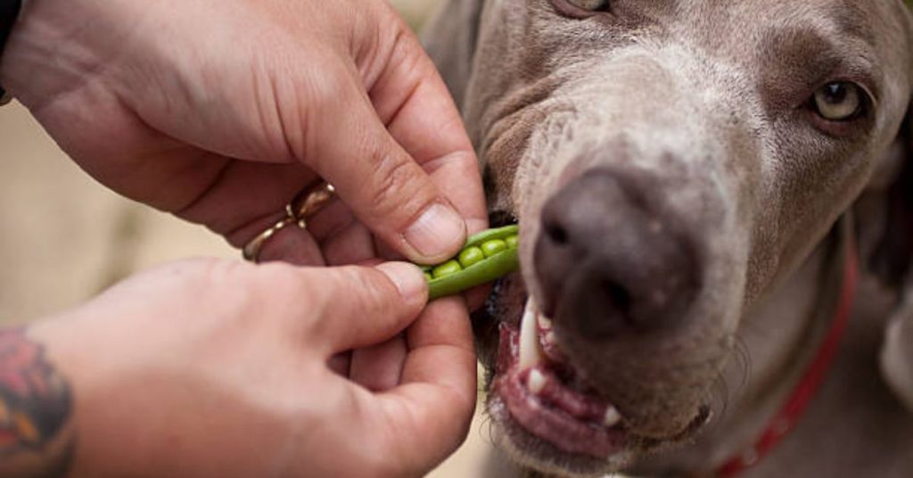 Hunde Erbsen Essen