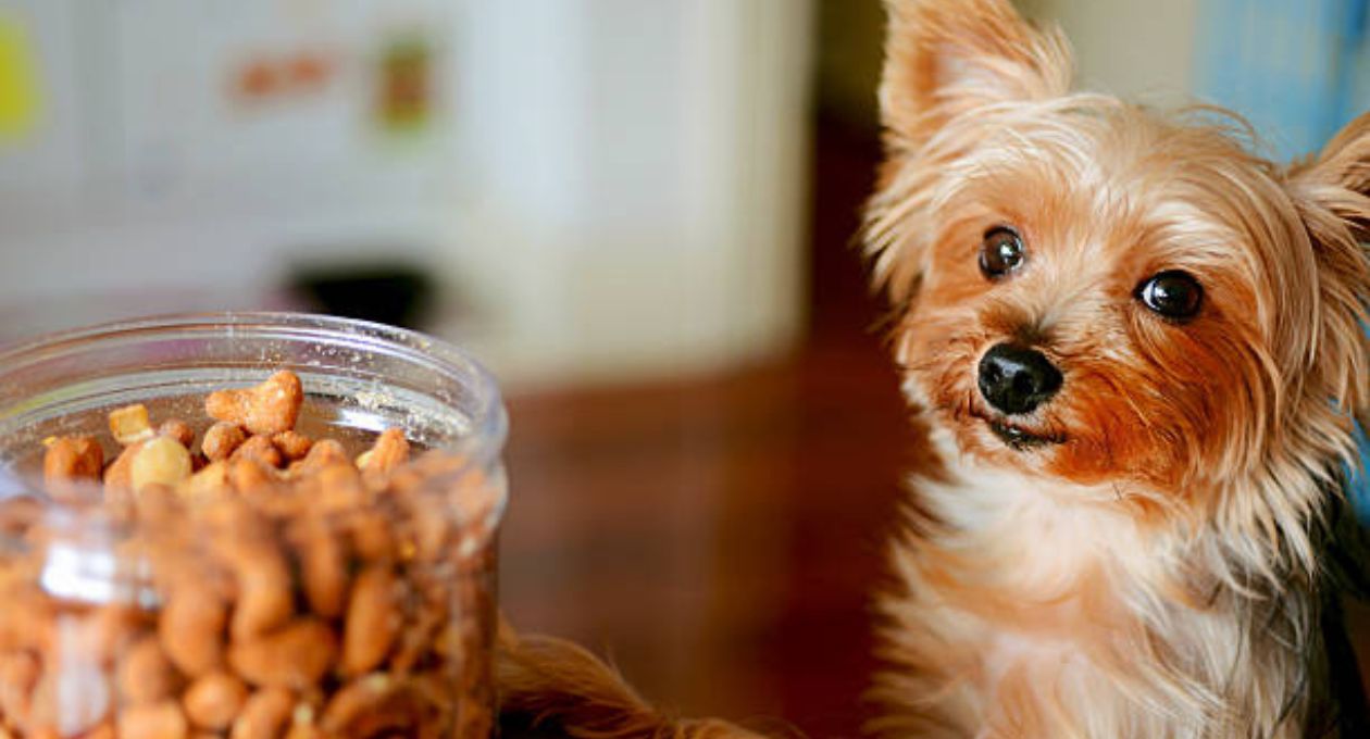 Hunde Nüsse Essen