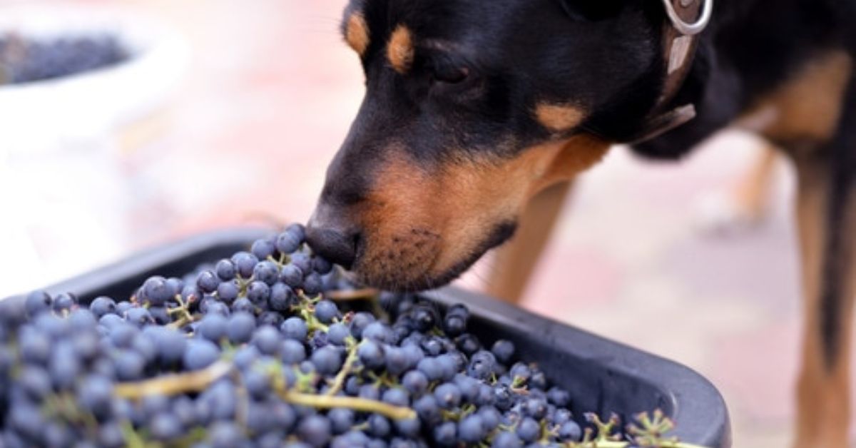 Hunde Trauben essen