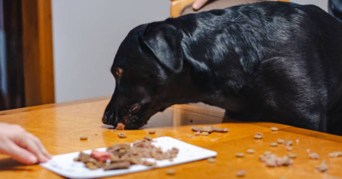 Hunde Walnüsse Essen