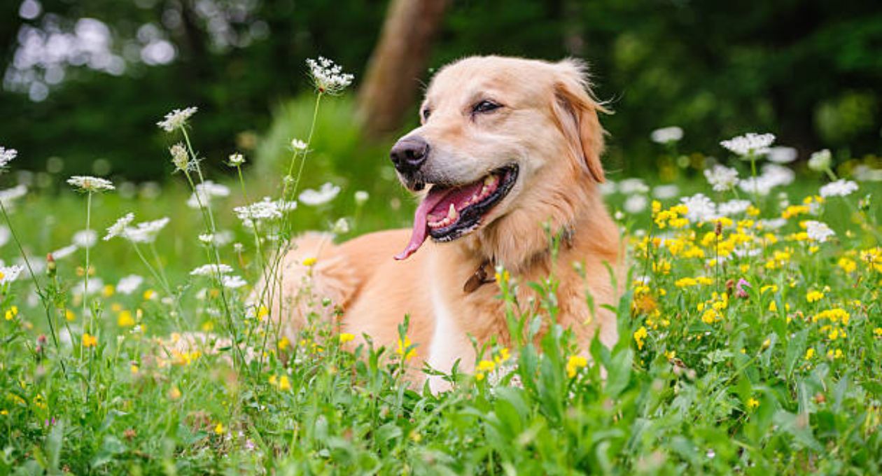 Hunde fressen Gras