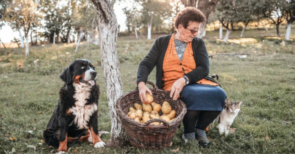 hunde kartoffeln essen