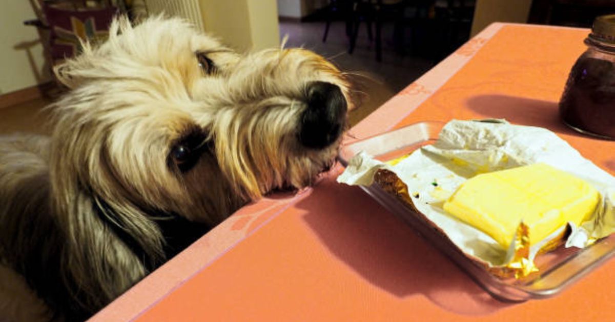 hunde käse essen