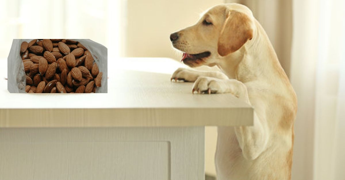 dürfen hunde mandeln essen