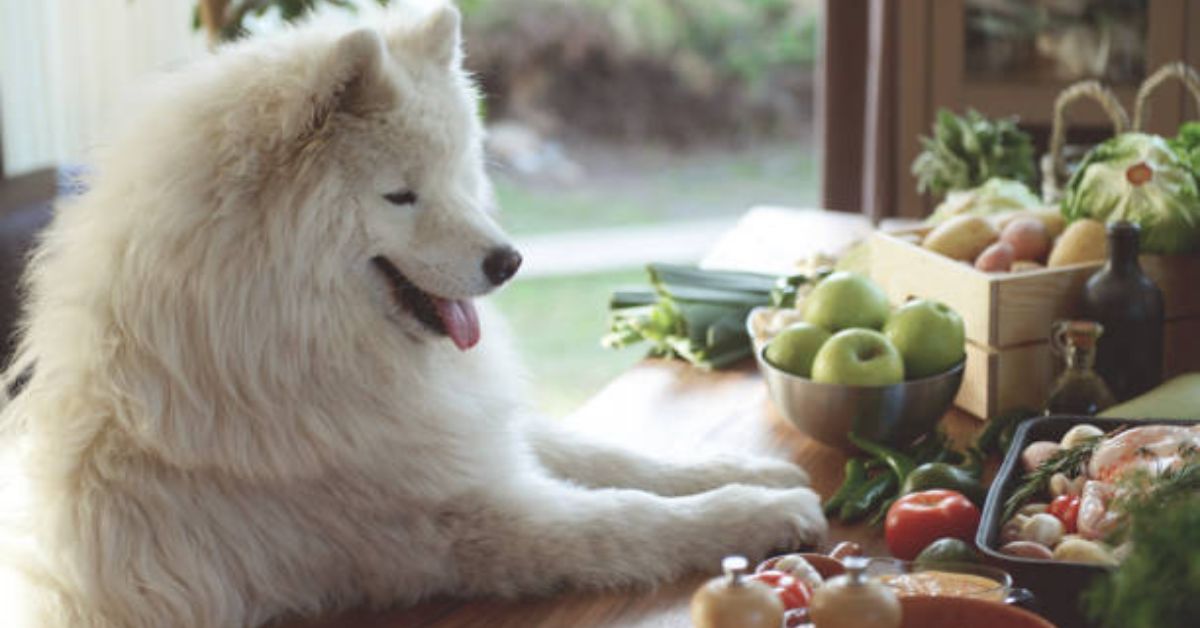 gemüse dürfen hunde essen