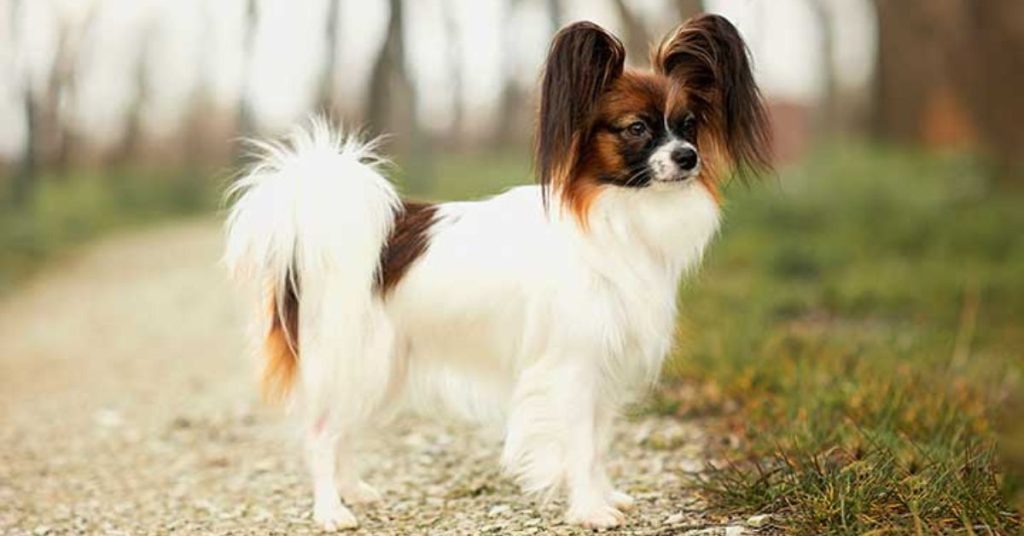 Papillon Hund