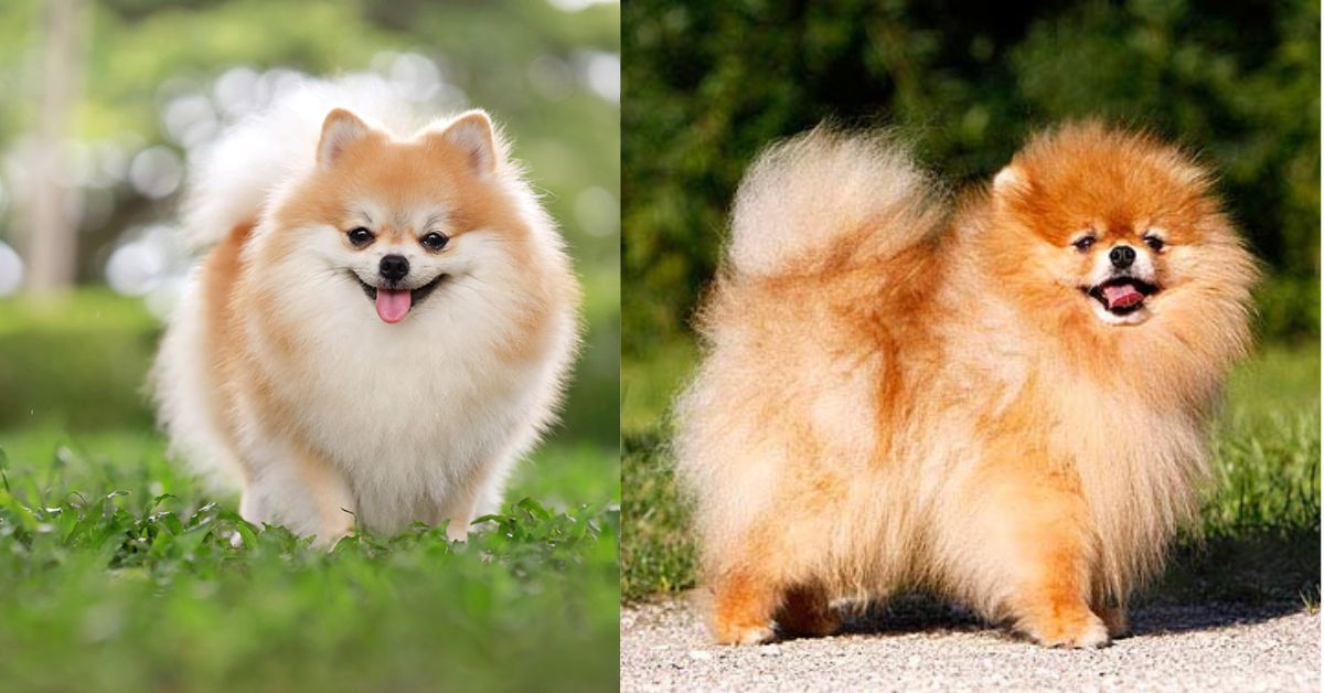 kleine Hunde