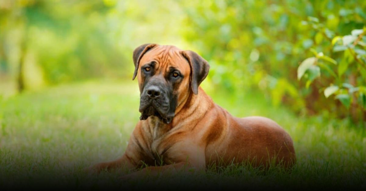 Boerboel