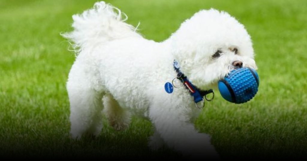 bichon frise