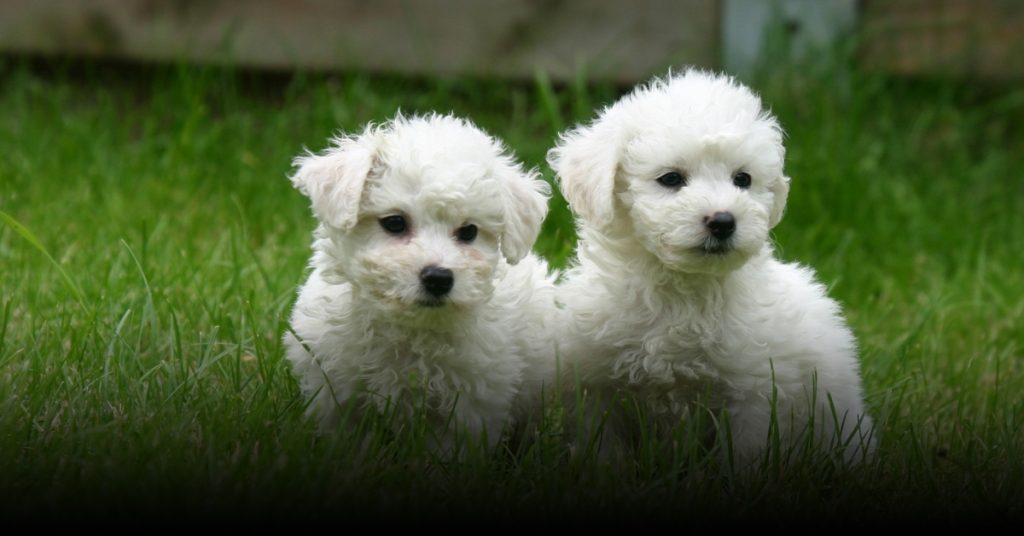 bichon frise